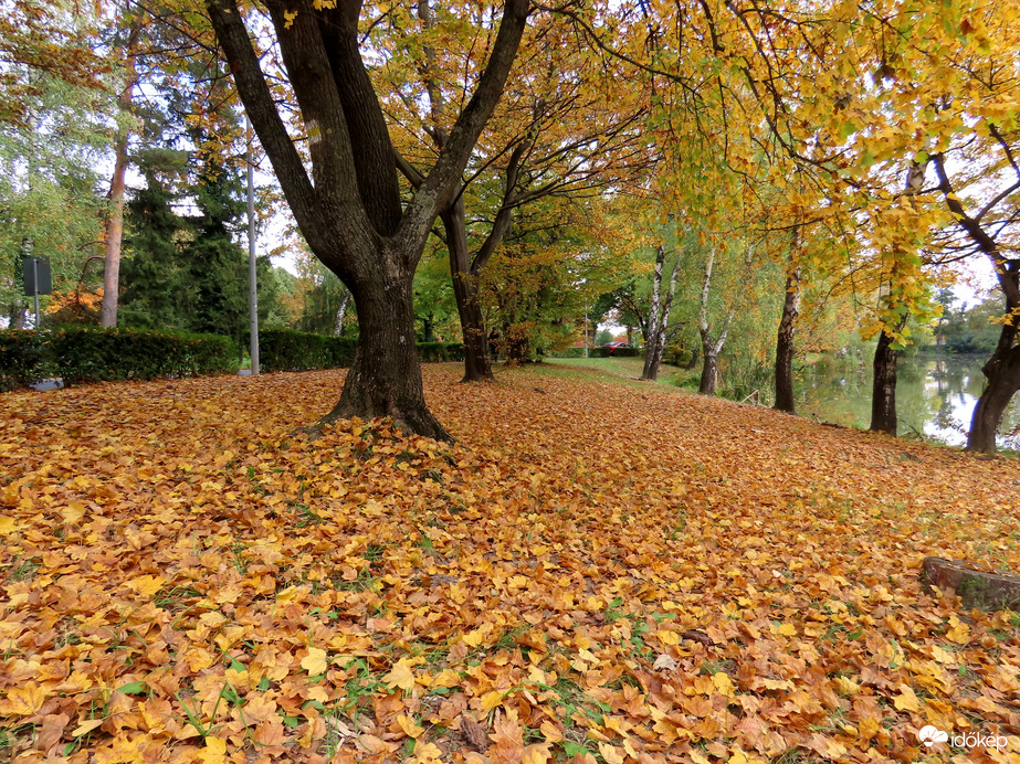 Levélszőnyeg a Horgásztó partján