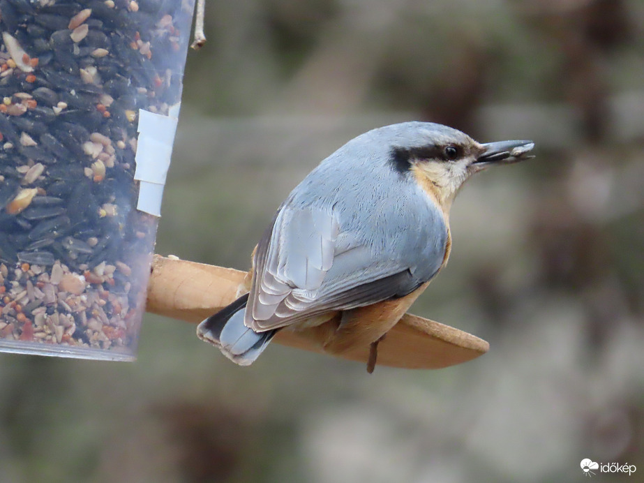Óriási madárforgalom a Csónakázó-tó szigetén: Csuszka