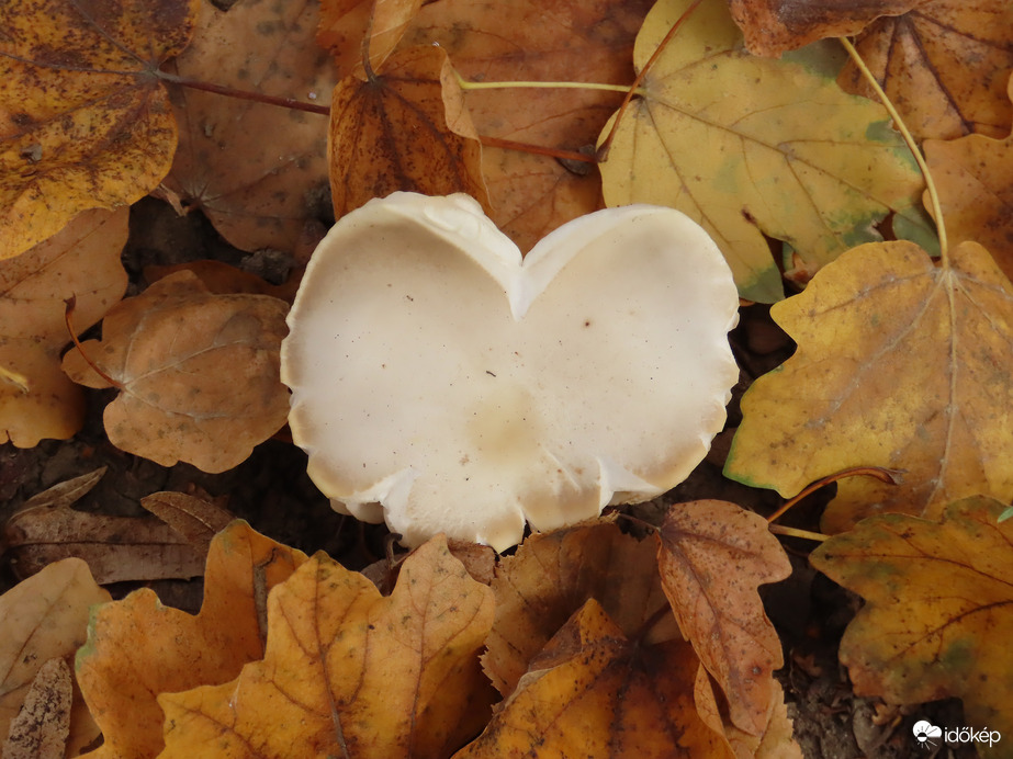 Levelek között megbújva