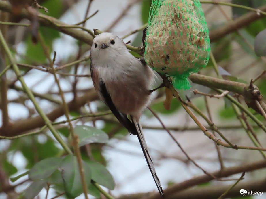 Óriási madárforgalom a Csónakázó-tó szigetén: Őszapó