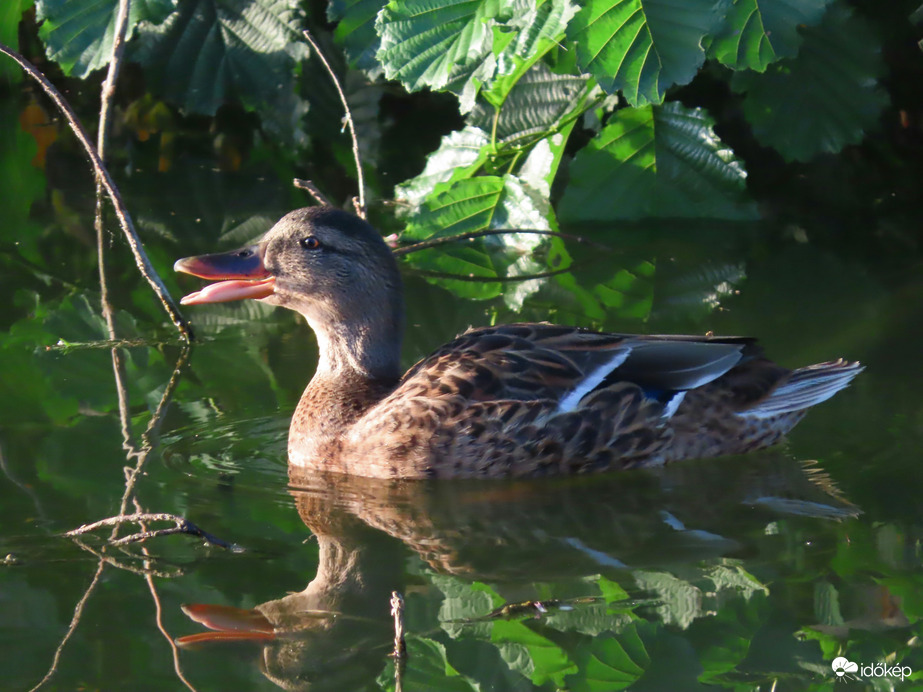 Hívogatom a többieket
