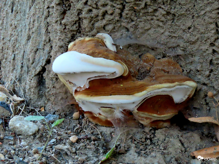 Érdekes formájú gomba