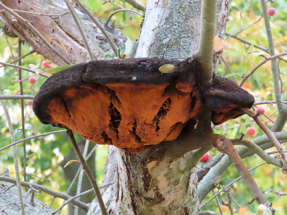 Óriás a Díszalmafán