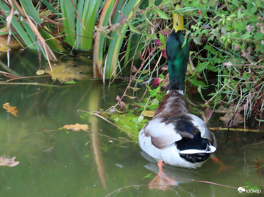 Nagyot kell nyújtózkodnom!