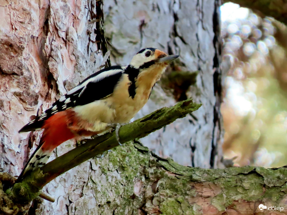 Hol kell még kopácsolnom?