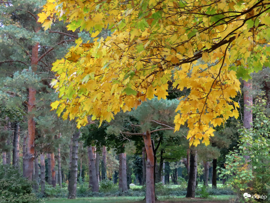 Őszi lomb fenyőkkel
