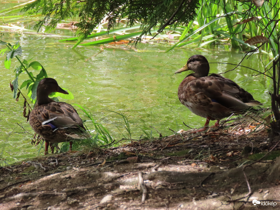 Ússzunk, vagy maradjunk?