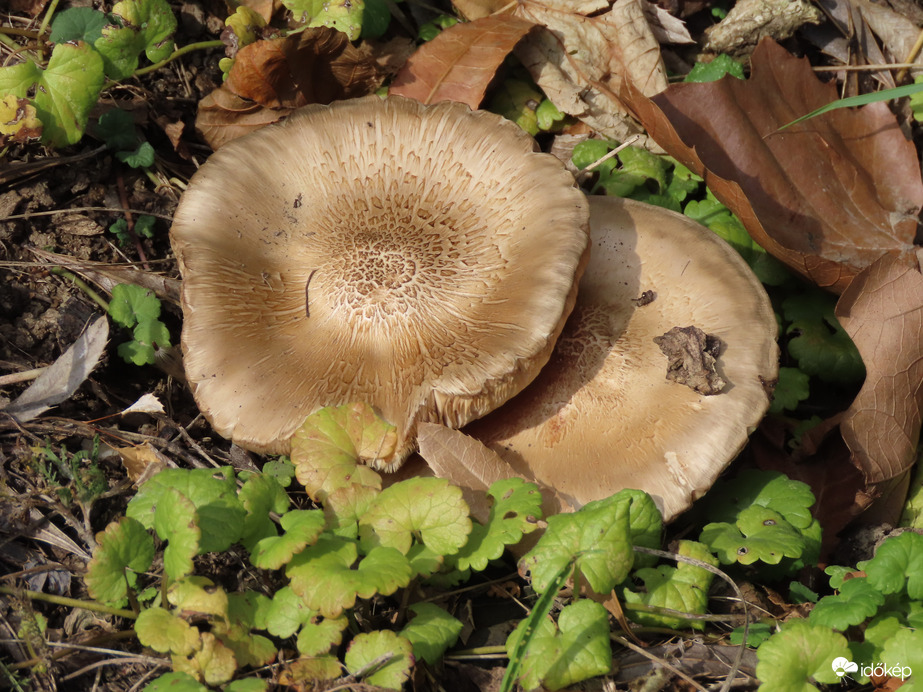 Gomba a száraz talajon