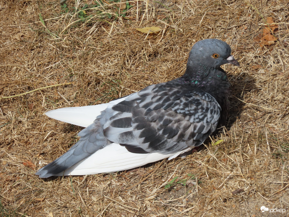 Kiszáradt fűben pihenő galamb