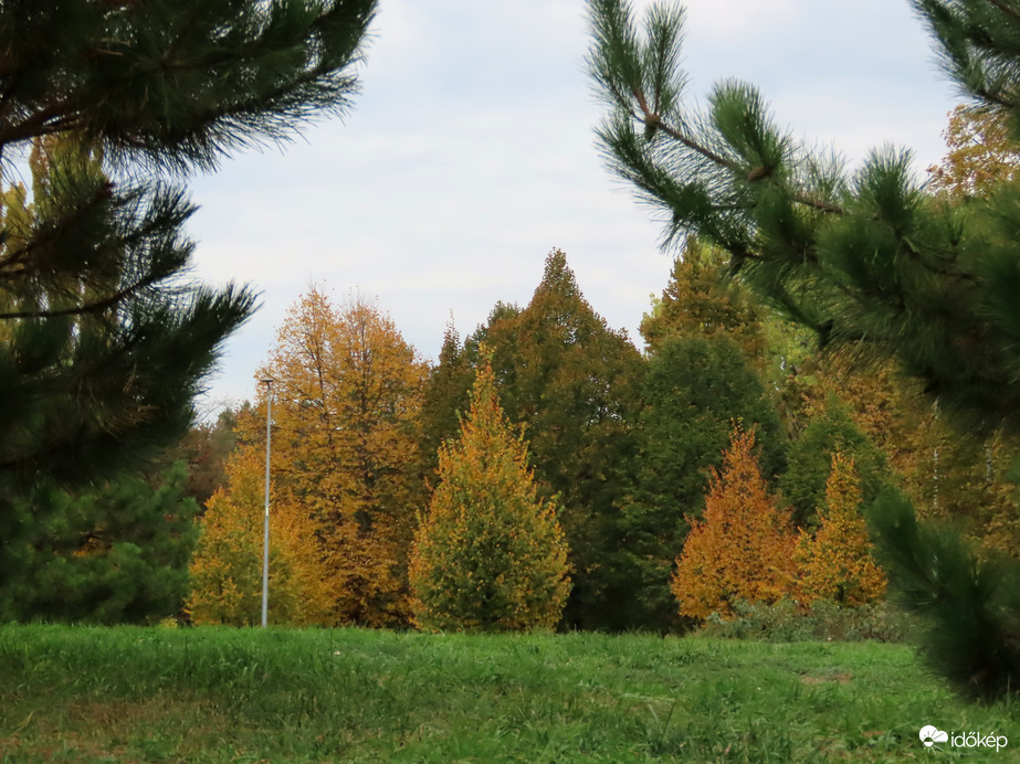 Fenyők között kitekintve