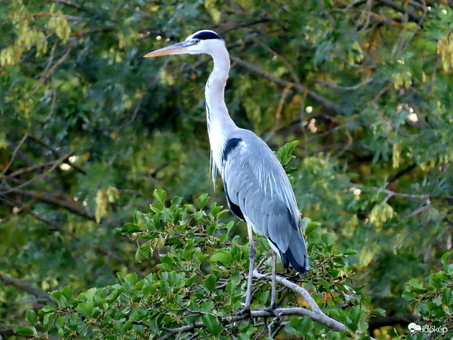 Türelmes várakozás