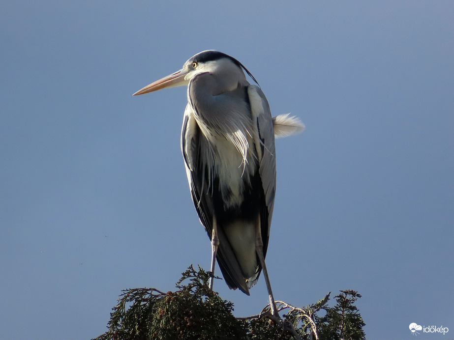 Szélirányjelző tollak