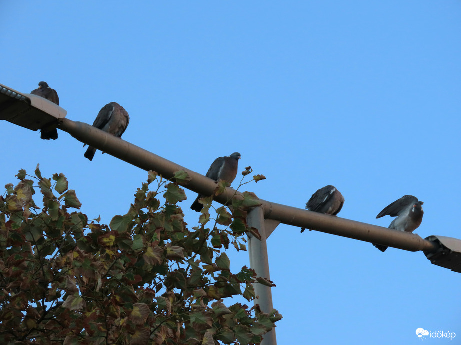 Sorakozó, napsütésre várakozva