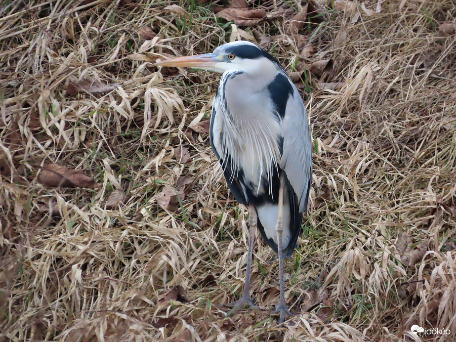 Ezt a helyet kibéreltem!