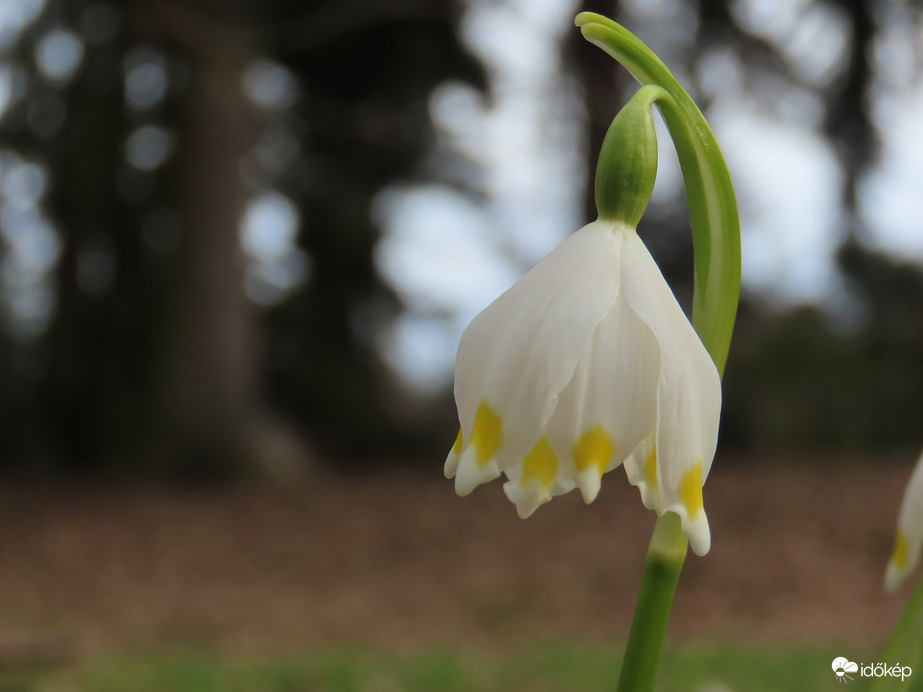 Ébred a természet a Kámoni Arborétumban