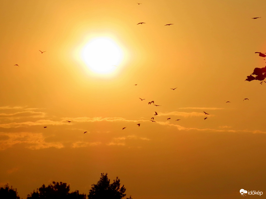 Reggeli égbolt madarakkal