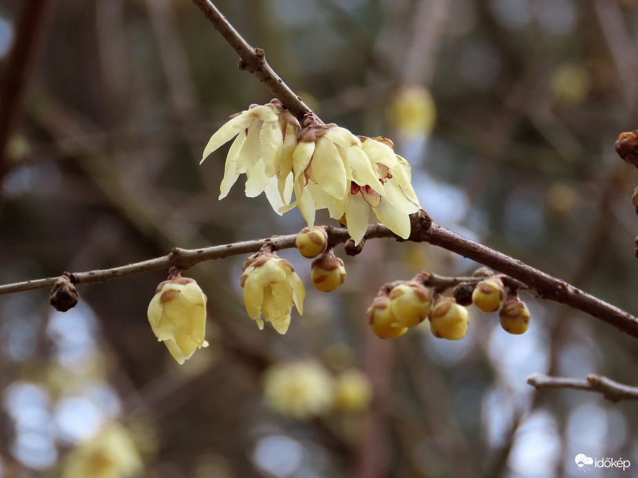 Ébred a természet a Kámoni Arborétumban
