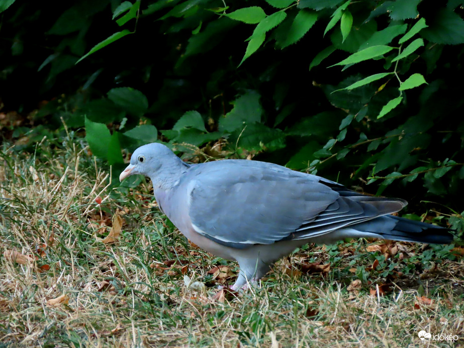 A száraz fűben is találok magot