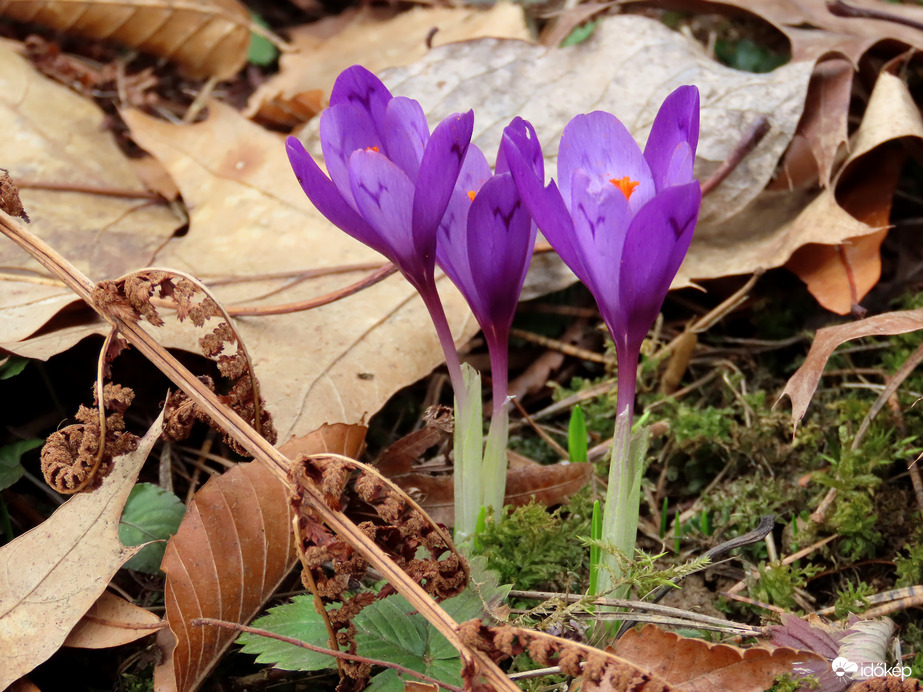 Ébred a természet a Kámoni Arborétumban