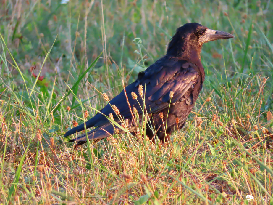 A napkelte fényében