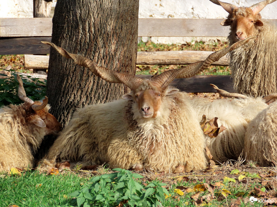 A főnök én vagyok!