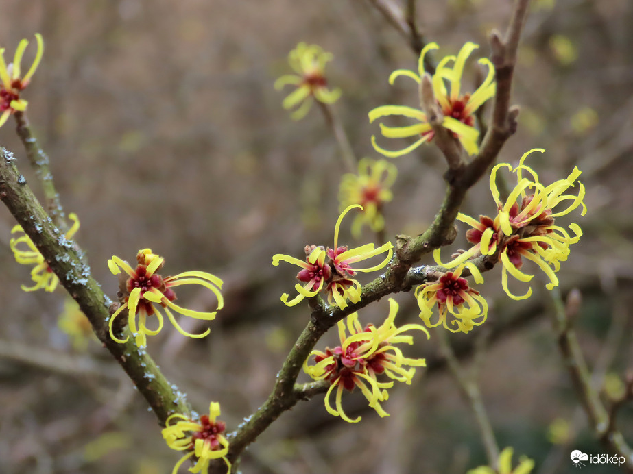 Ébred a természet a Kámoni Arborétumban
