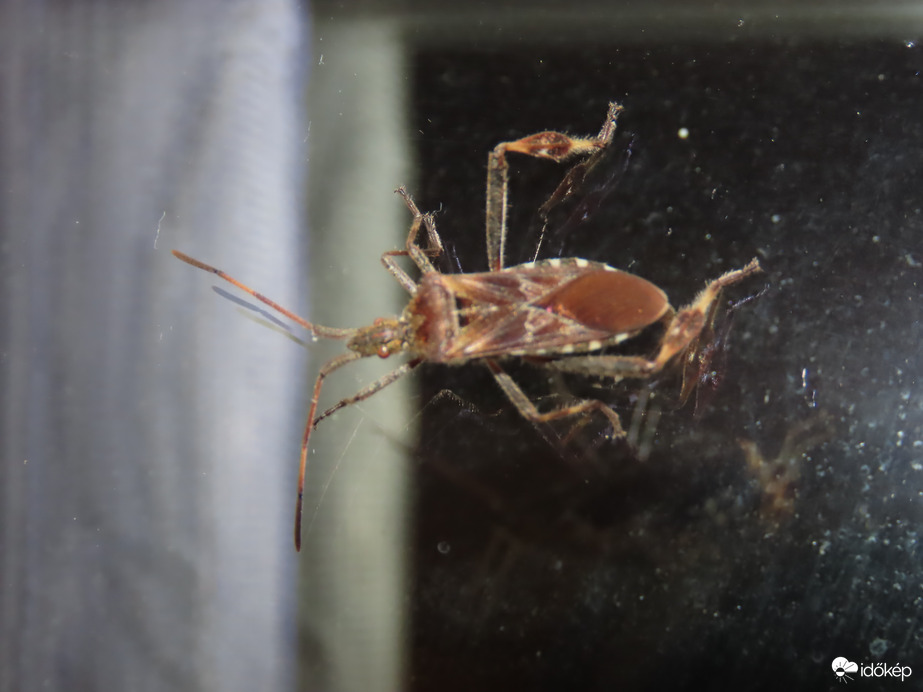 Nyugati levéllábú poloska