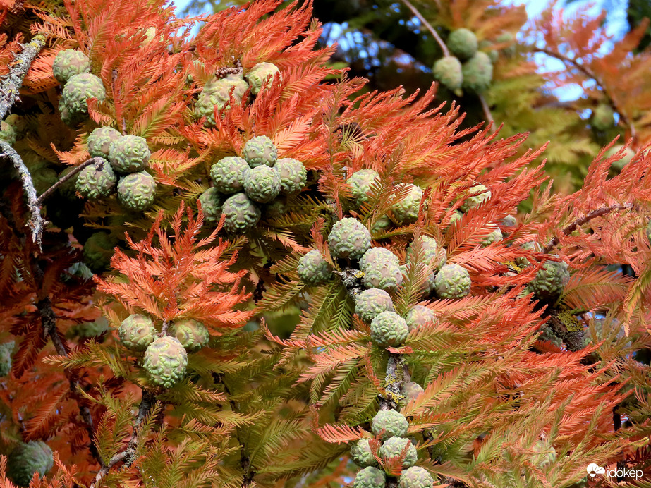 Szépen vörösödik