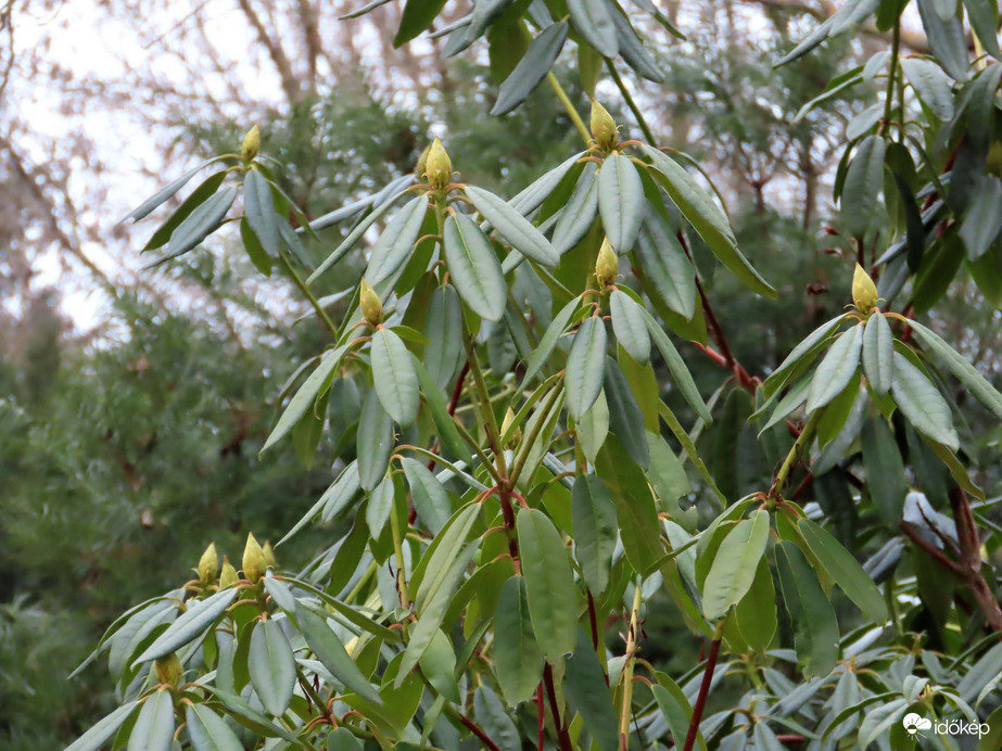 Ébred a természet a Kámoni Arborétumban