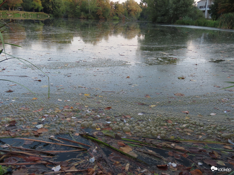 Szomorú látvány 1.