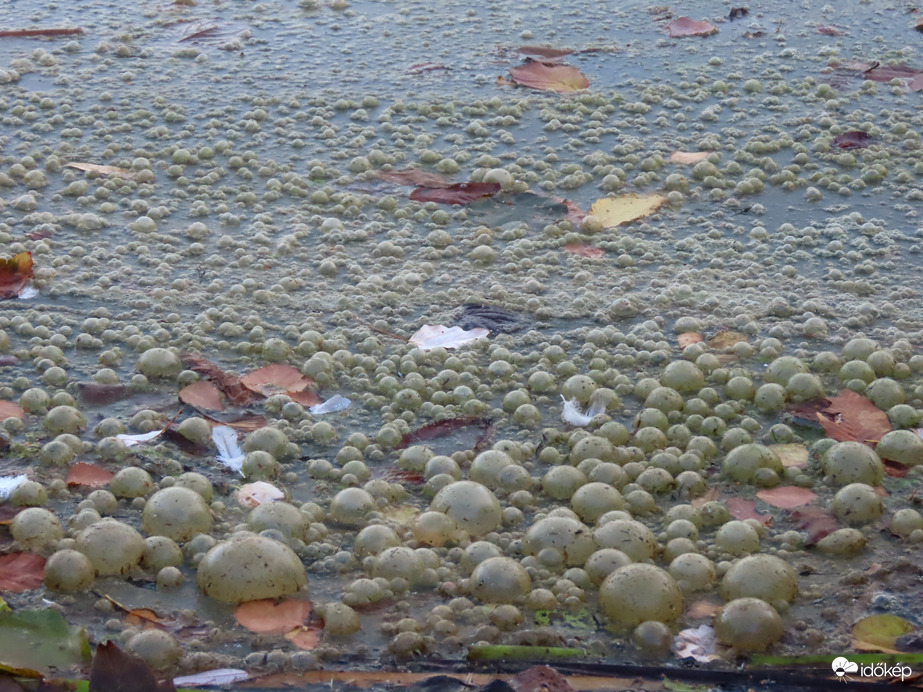 Szomorú látvány 2.