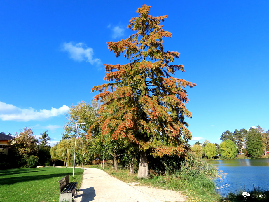 Mocsárciprus a tóparton