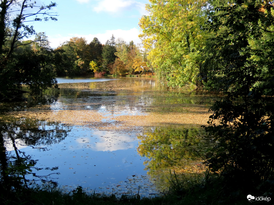 A Horgásztó felszínét is levélszőnyeg fedi