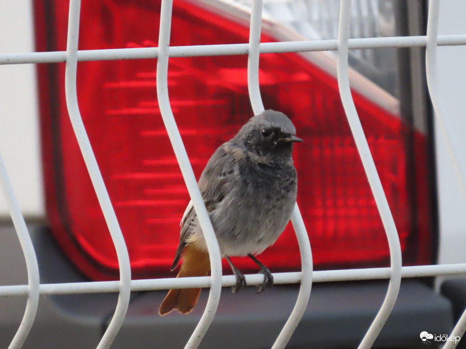 A rácsok között is elférek