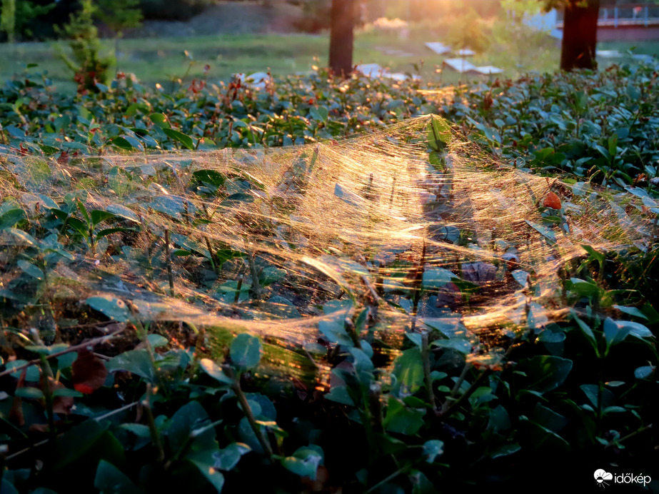 Háló a sövényen 1.