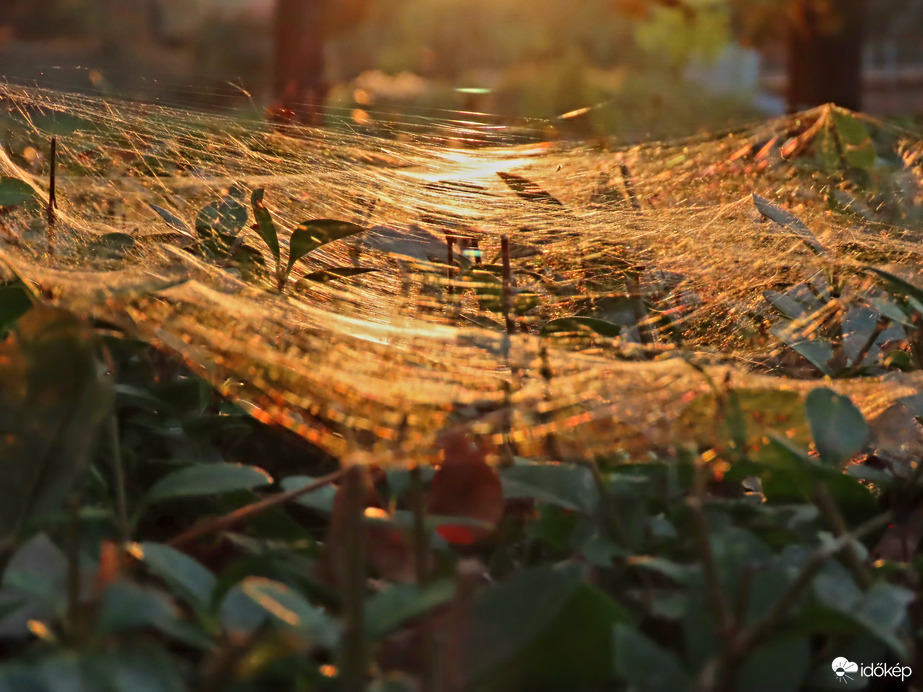 Háló a sövényen 2.