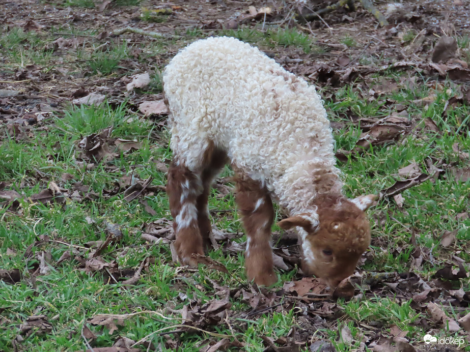 A nagyobbacskák már legelnek is
