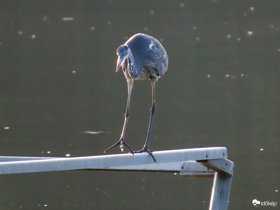 A halfogás türelemjáték