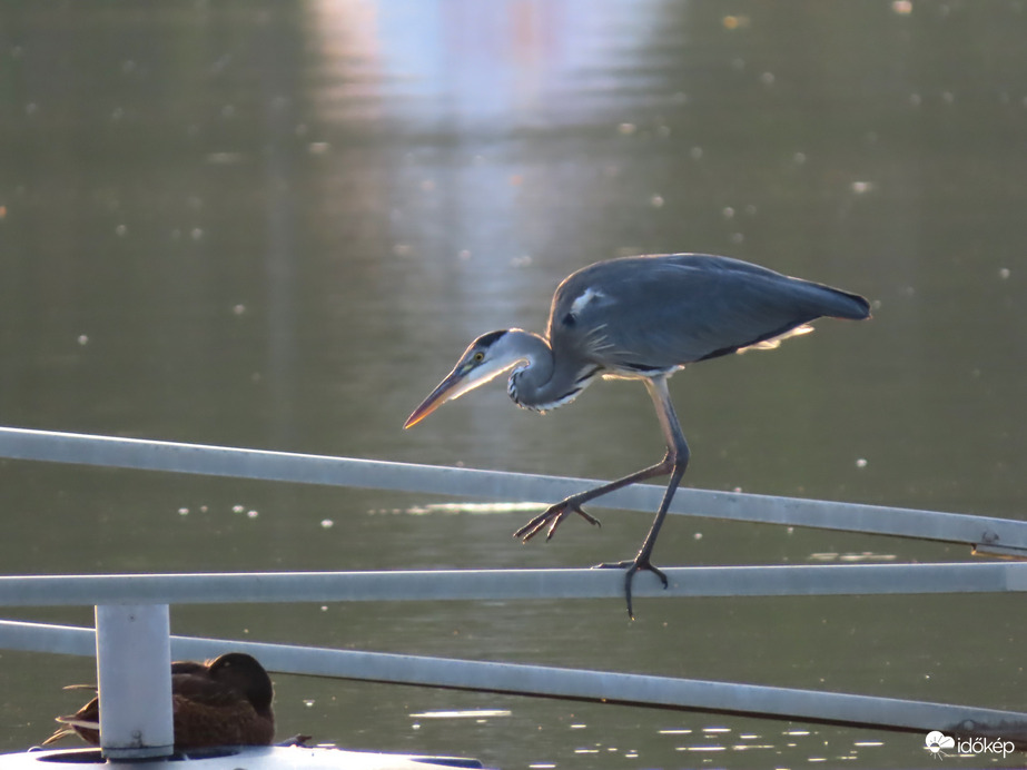 Képes vagy ilyenkor aludni?
