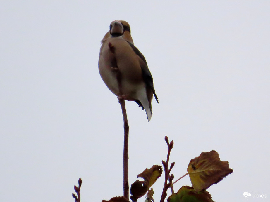 Meggyvágó a csúcson