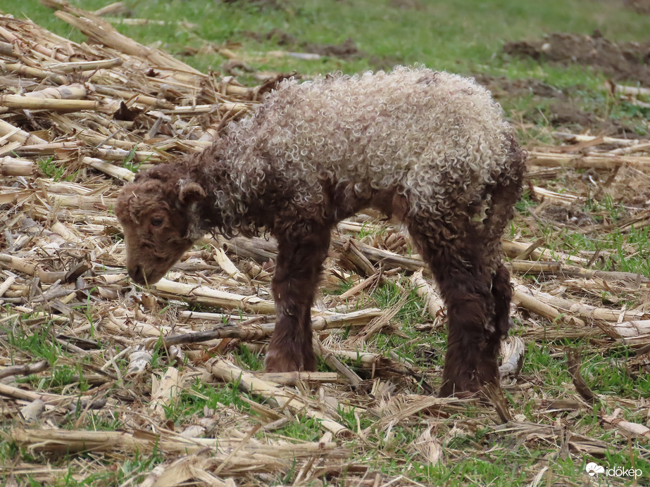 Újszülött bárányka