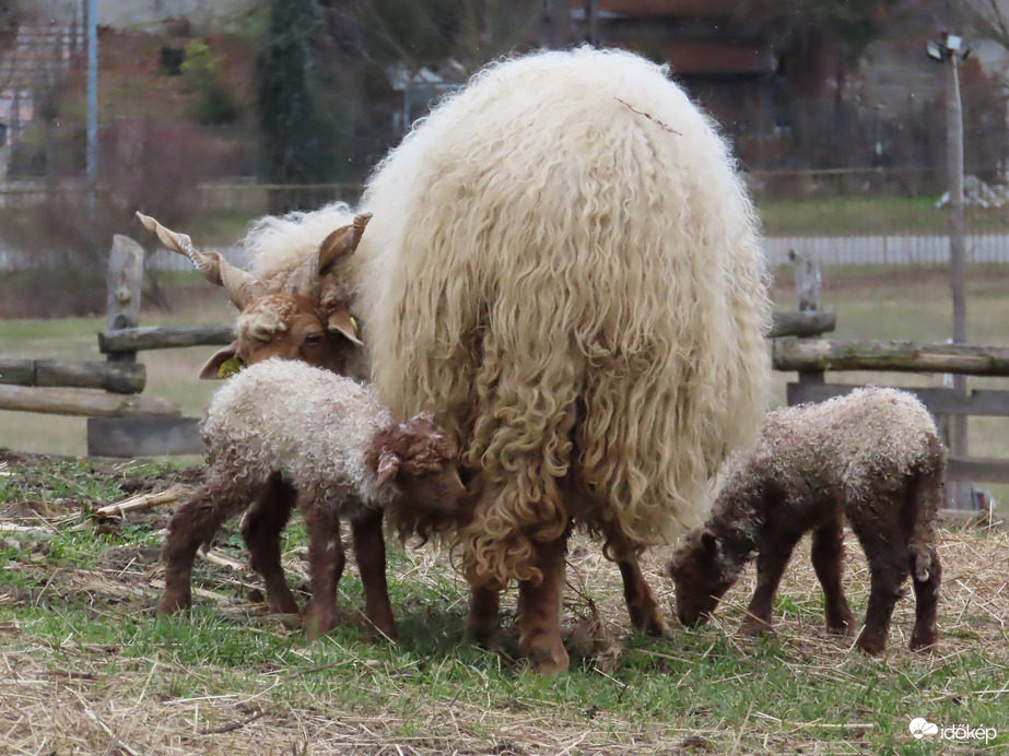 Anya az újszülött ikrekkel