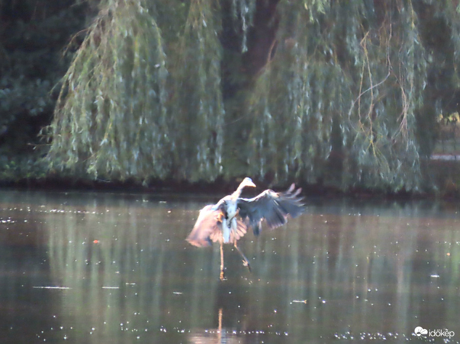 A halfogás művésze: landolt