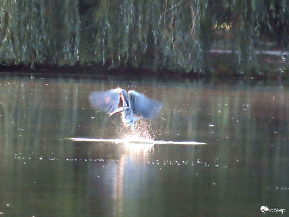 A halfogás művésze: elkapta
