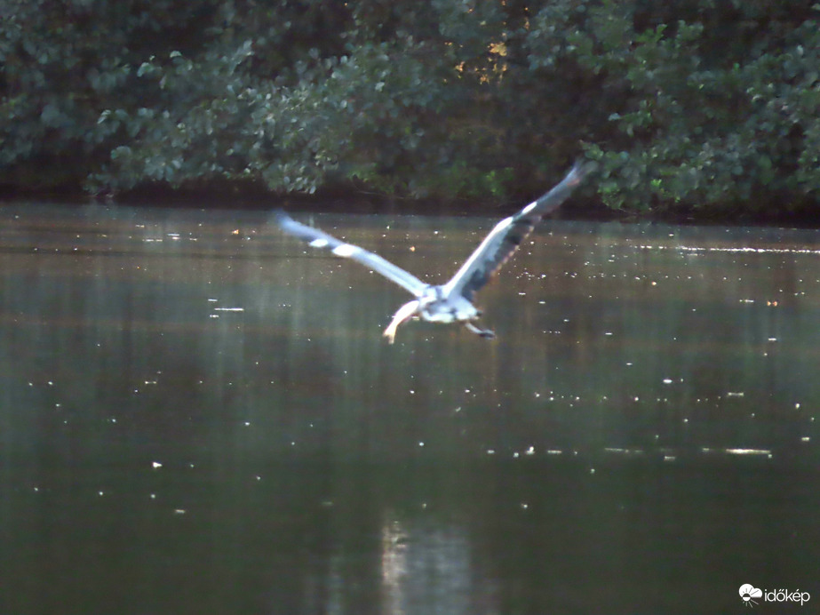A halfogás művésze: elvitte