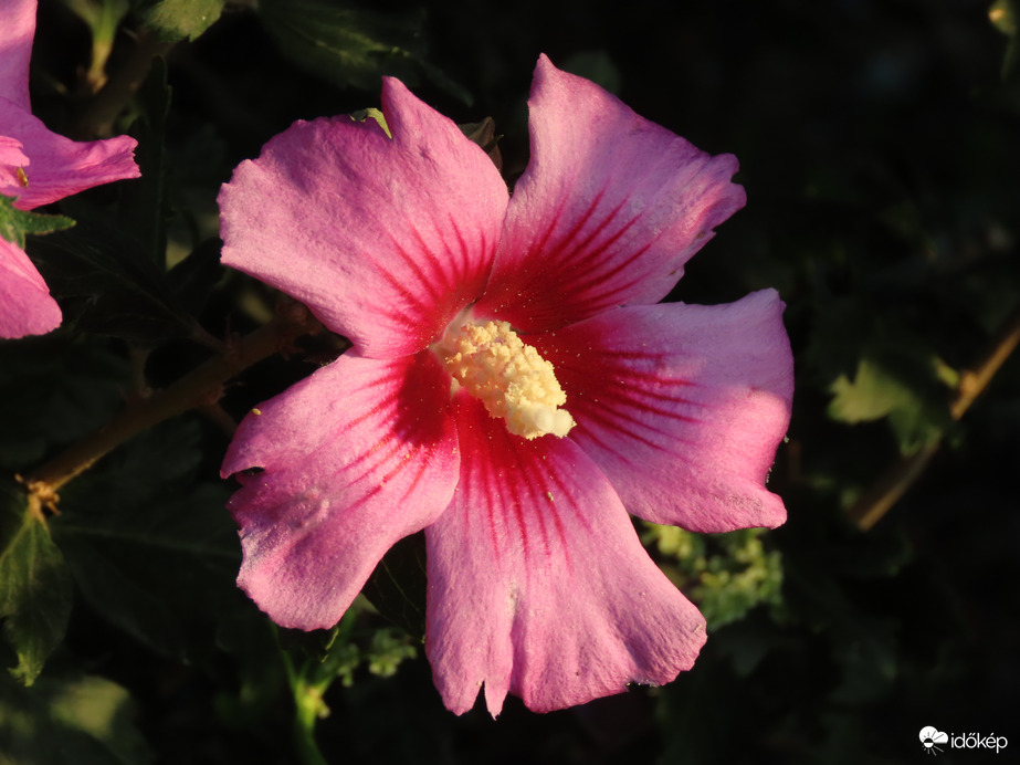 Mályva reggeli fényben