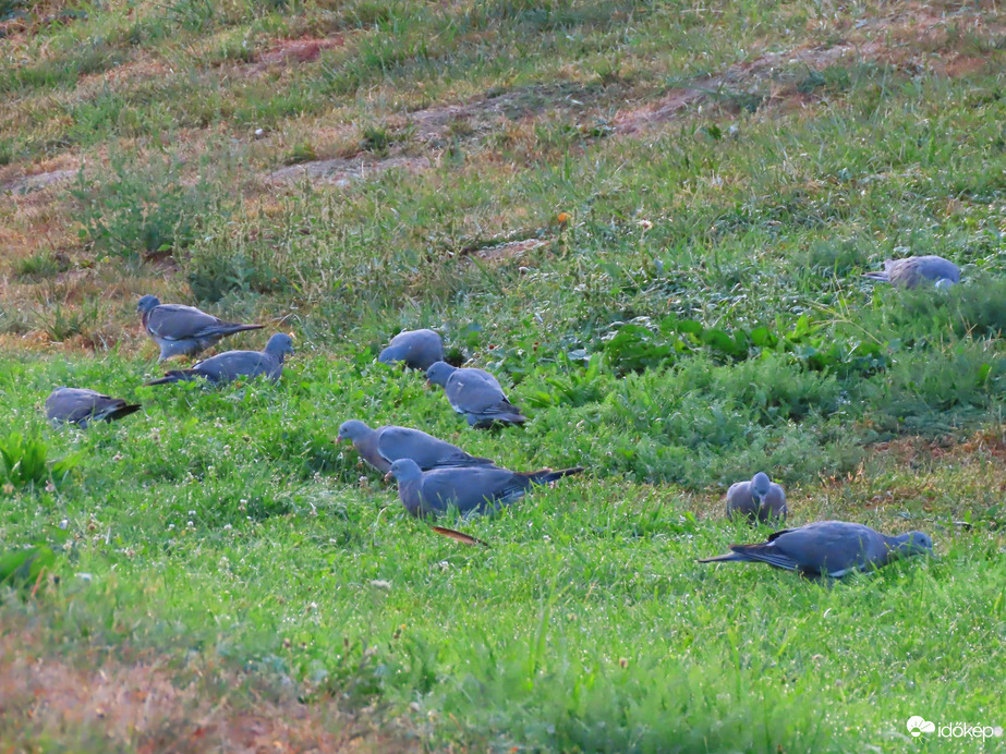 Az Örvös galambok kedvenc gyülekezőhelye