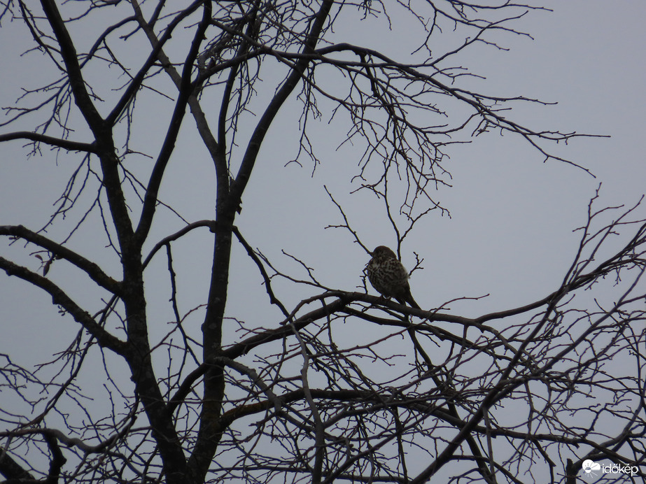 Mai szürkeség Léprigóval