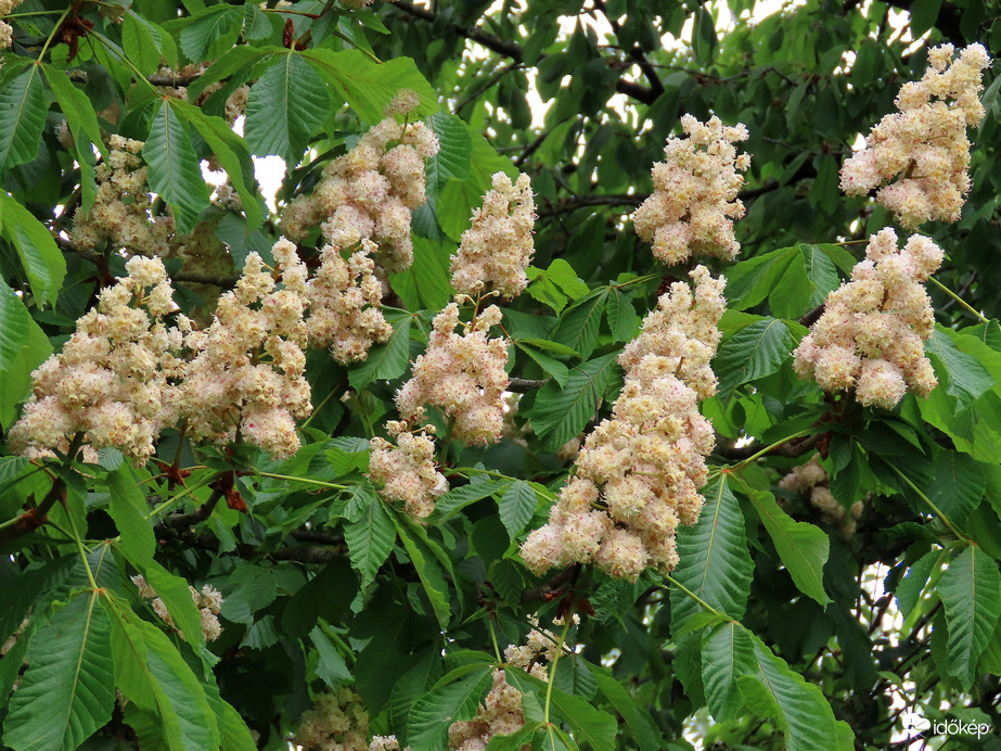 Teltvirágú vadgesztenye 