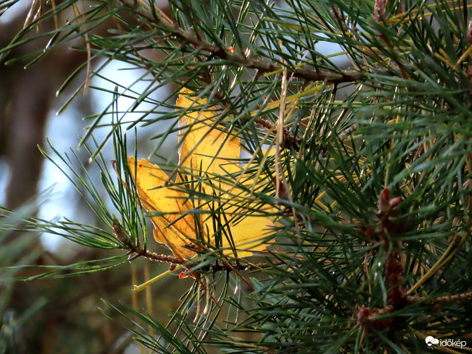 Fennakadva a fenyőn
